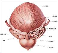 前列腺疾病