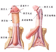 生殖手术