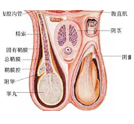 男性不育